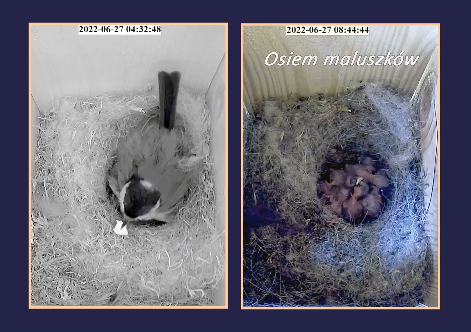 livebirdspoland_ddea15b7f1dcac87394073936c557c5e.jpg