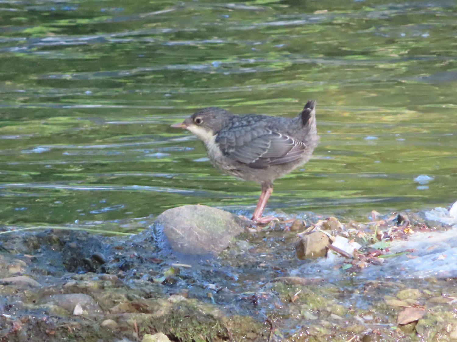 livebirdspoland_76ec544549c6591e1f5b4272239a0f53.jpg