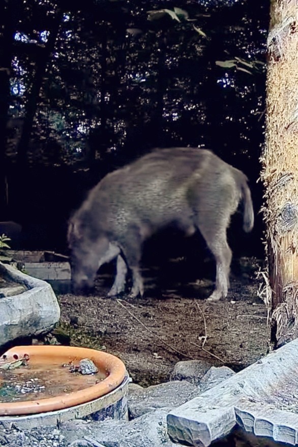livebirdspoland_639c83c1bf4e34573f1ab0156474eb02.jpg