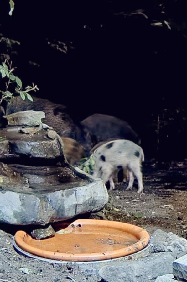 livebirdspoland_208811e1b78e89eeae57f9f75371c5a9.jpg
