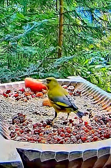livebirdspoland_ea2c1e2044b6ebd4140e8f4fdd5226dd.jpg