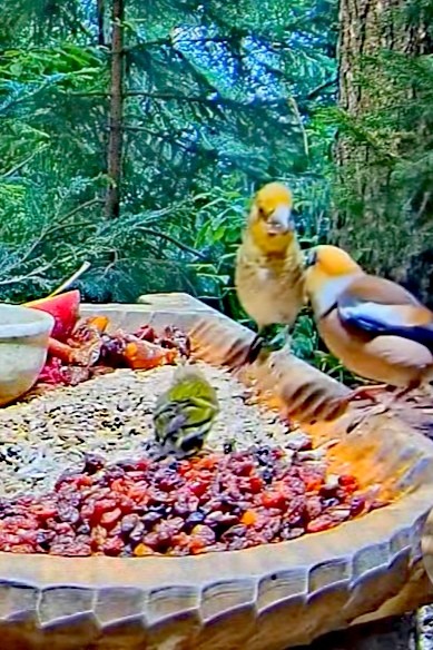 livebirdspoland_2be88aaa8338f128689a5652800706a0.jpg