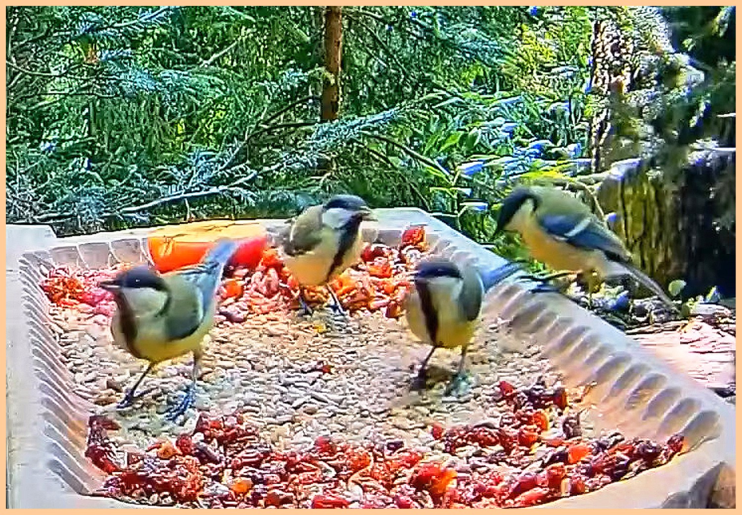 livebirdspoland_bef6d5bfe32031b1730bca2f36e55960.jpg