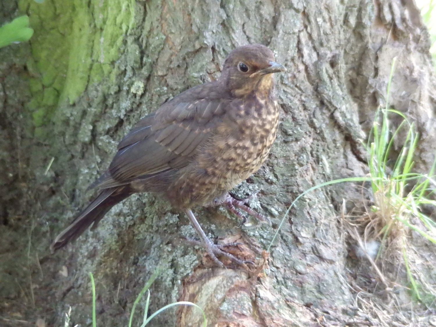 livebirdspoland_c31e823b2606e3449fafdcc00a02ddef.jpg