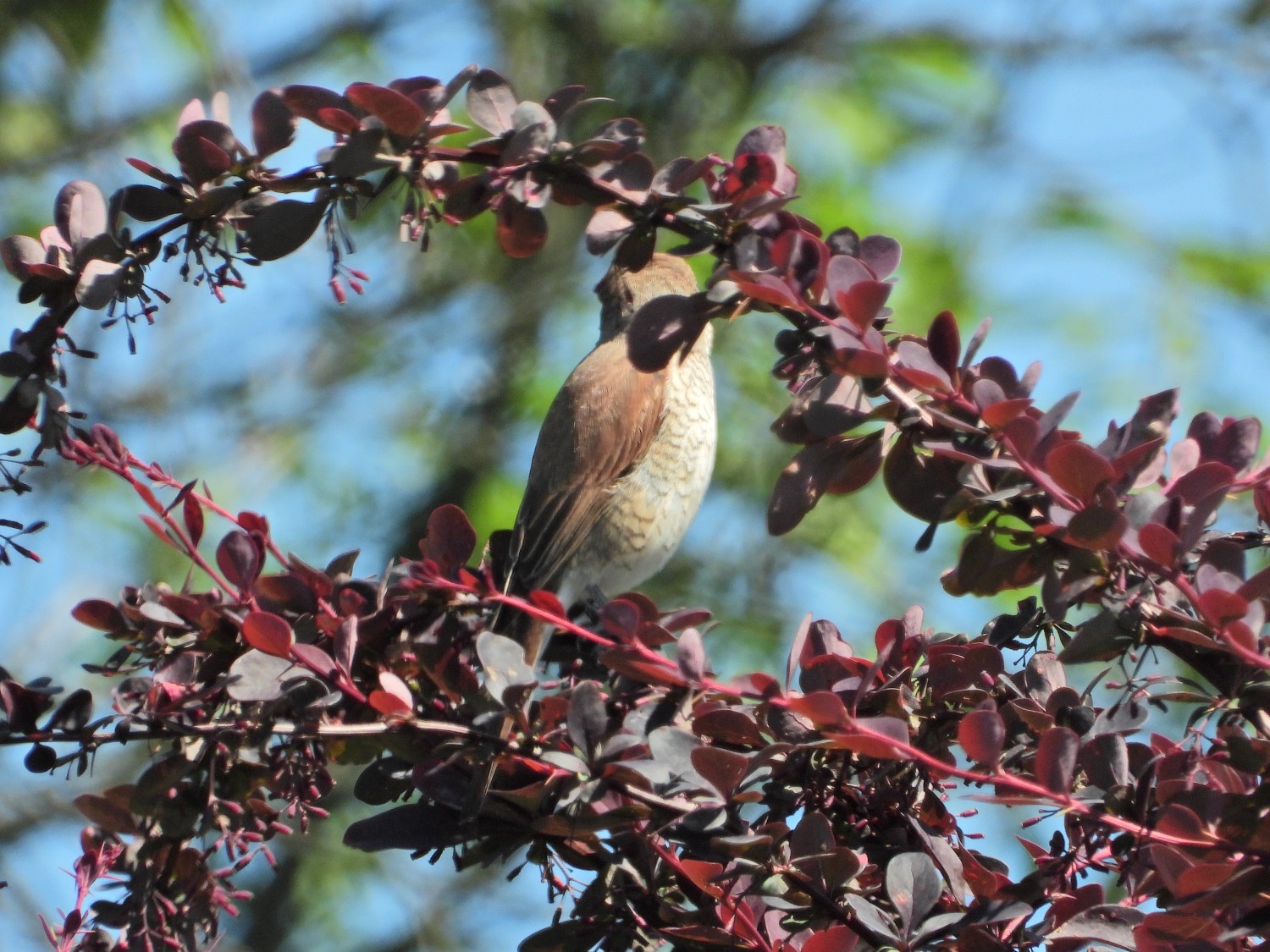 livebirdspoland_588617d9cbef846f0a5e90ebcd7736c2.jpg