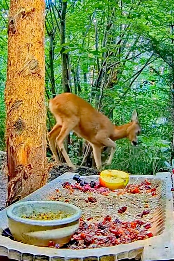 livebirdspoland_d850a662c8d0fdbd9c011a78cf2cb56d.jpg