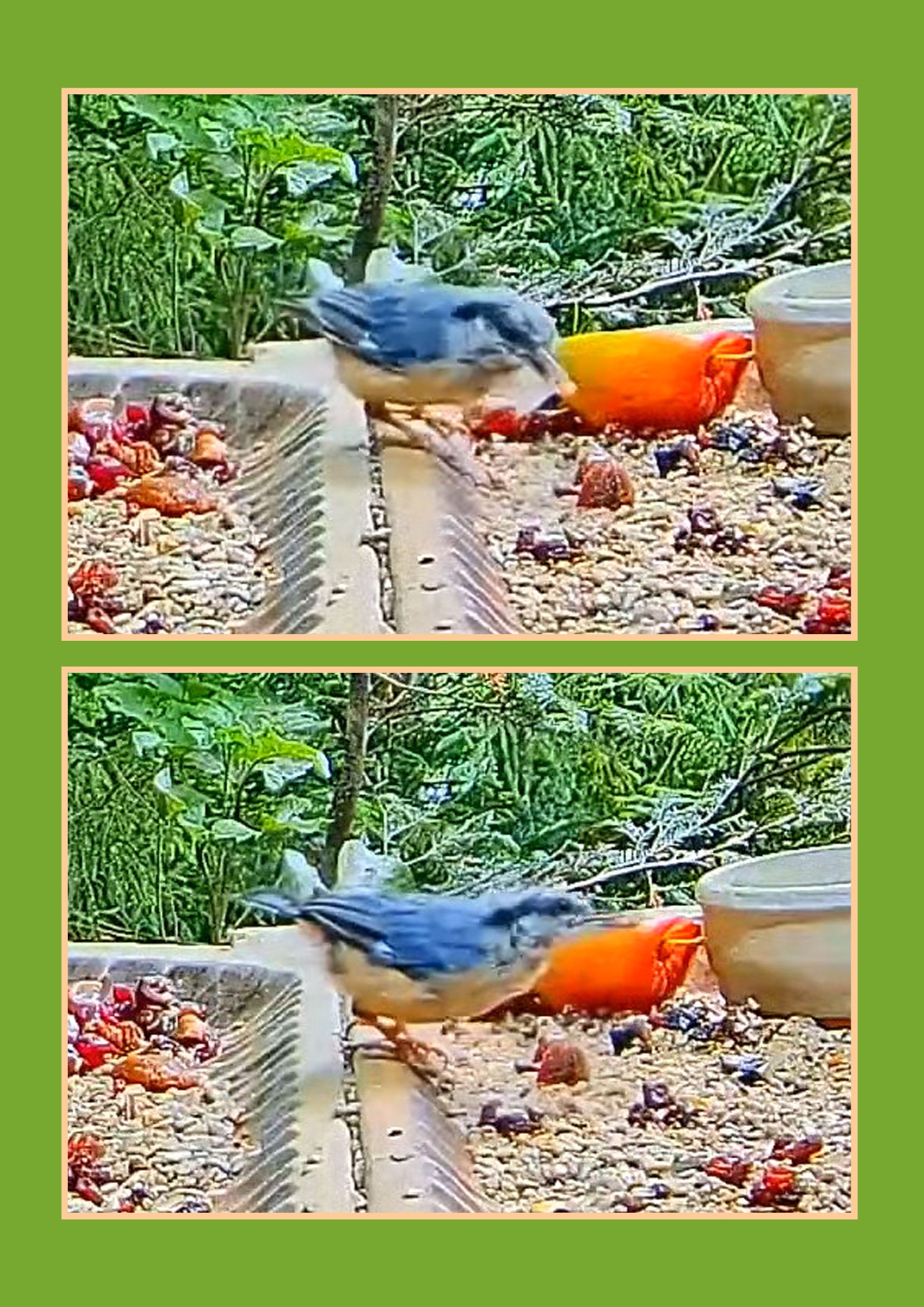 livebirdspoland_a558be4689ceec380c00f4a9efc2beb7.jpg