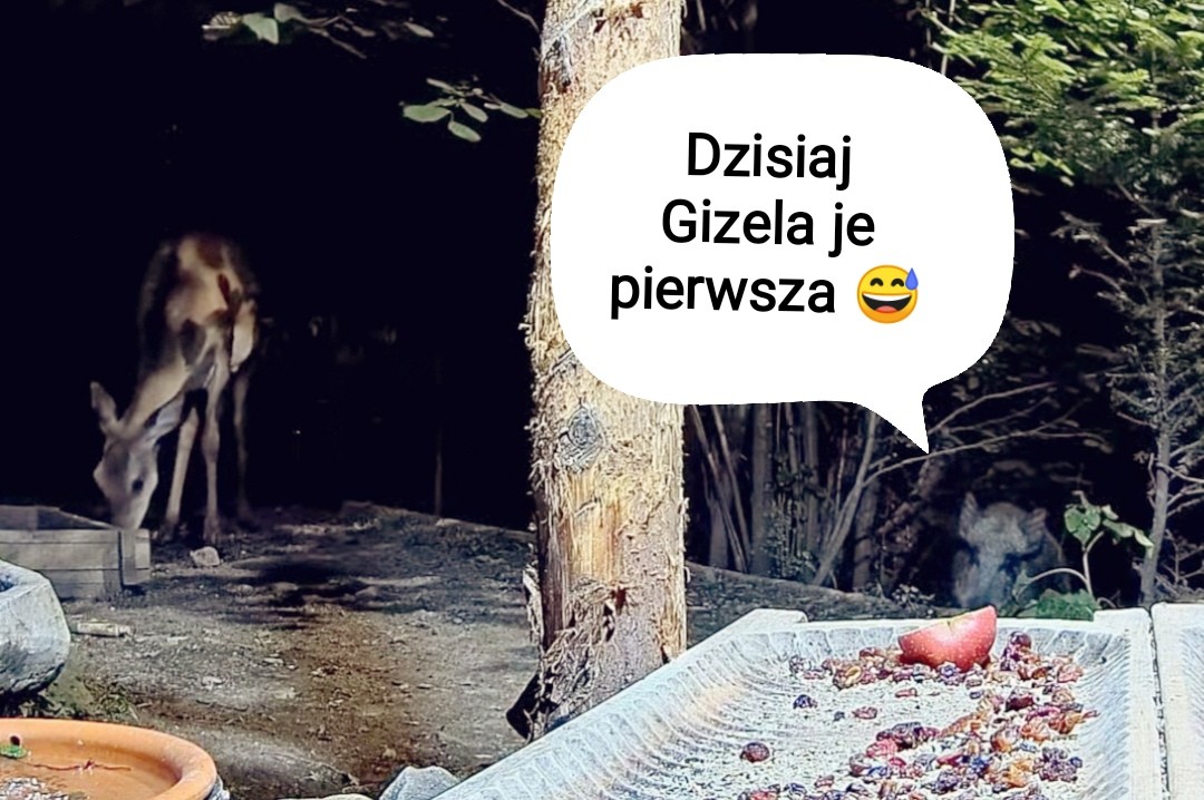 livebirdspoland_e08071849cb23beb803440958420cc05.jpg