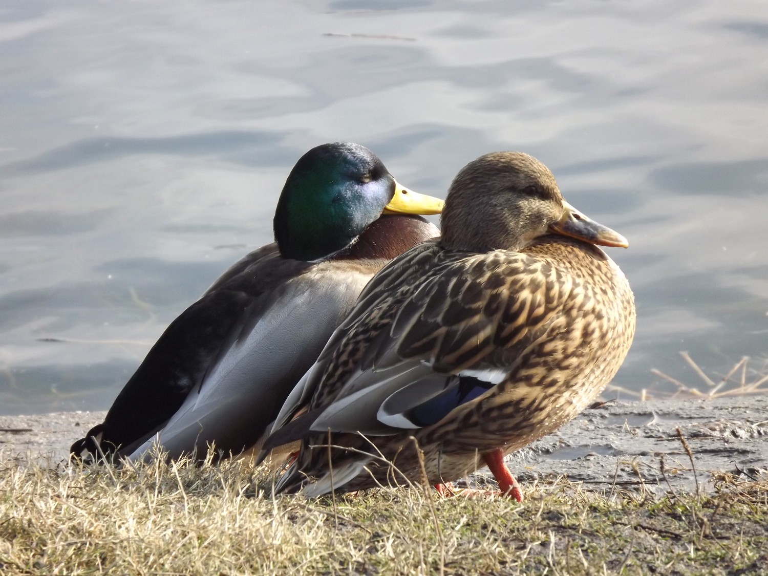 livebirdspoland_063af45b6817367ebfcdb0d00fdd52a6.jpg