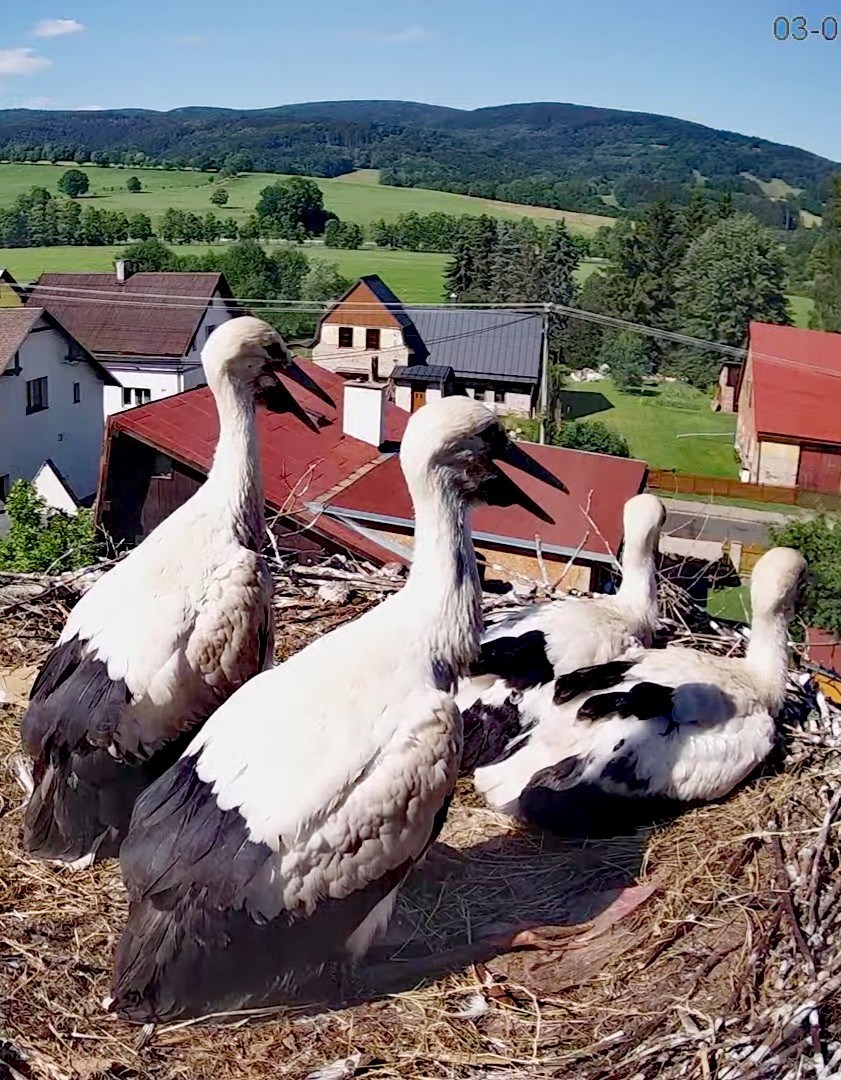 livebirdspoland_155c10355a91de2fb32679254c8e9831.jpg