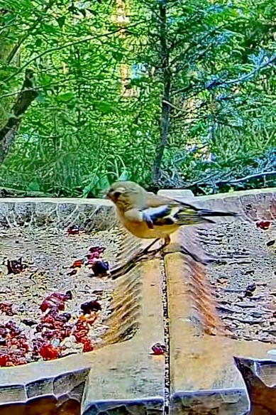 livebirdspoland_67017d95db7901c0550f98e42f419127.jpg