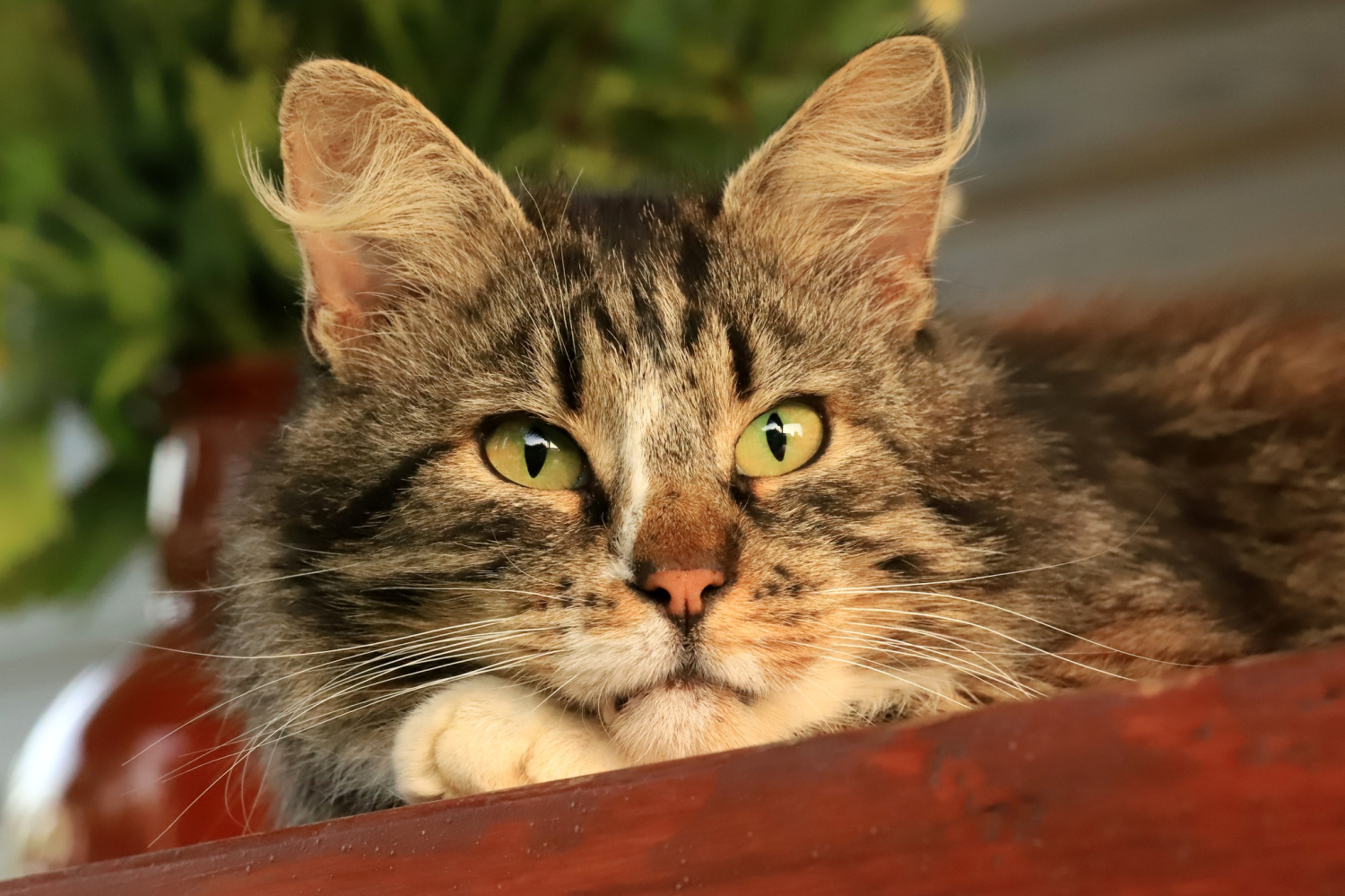 livebirdspoland_261a9685d401e159a51f8d7e90ce475b.png
