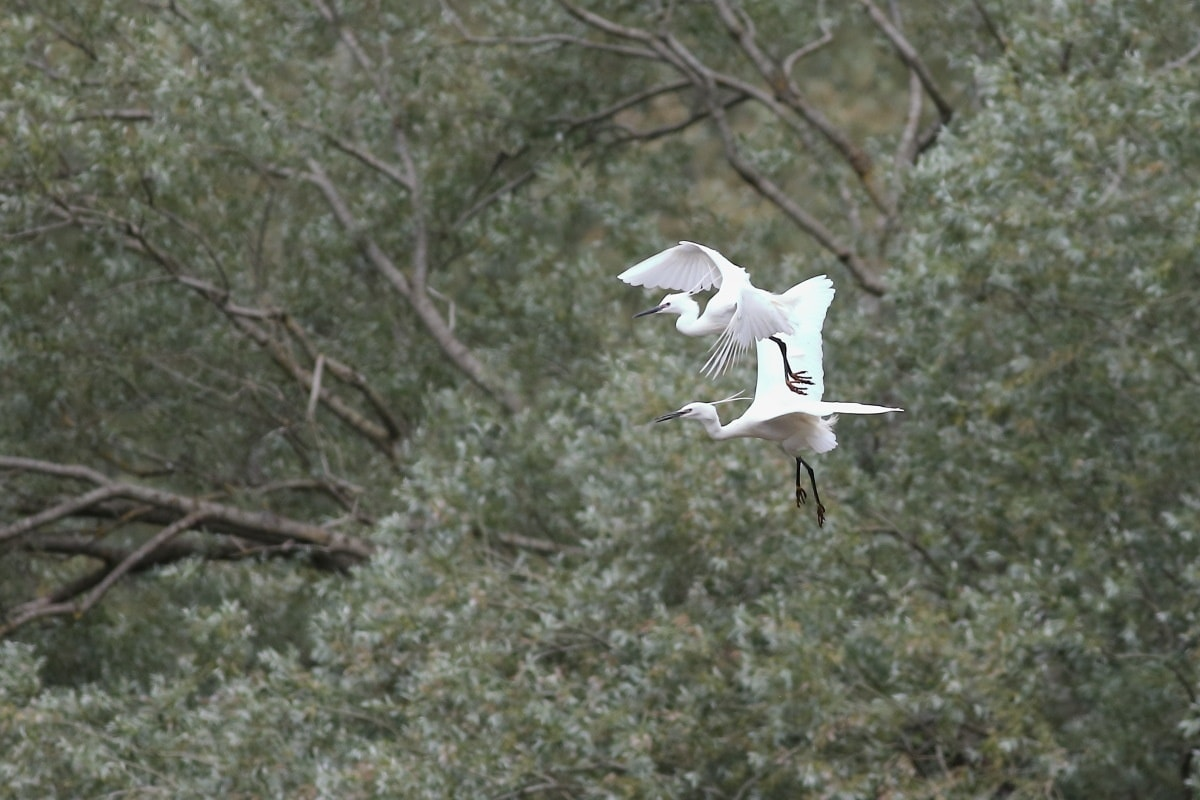 livebirdspoland_dd9bfc80206c58da4c834a838c13c348.png