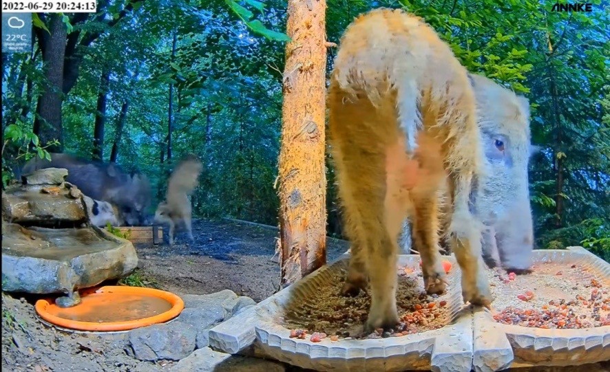 livebirdspoland_c6b34691b2995aca6c22db4b6dca832c.jpg