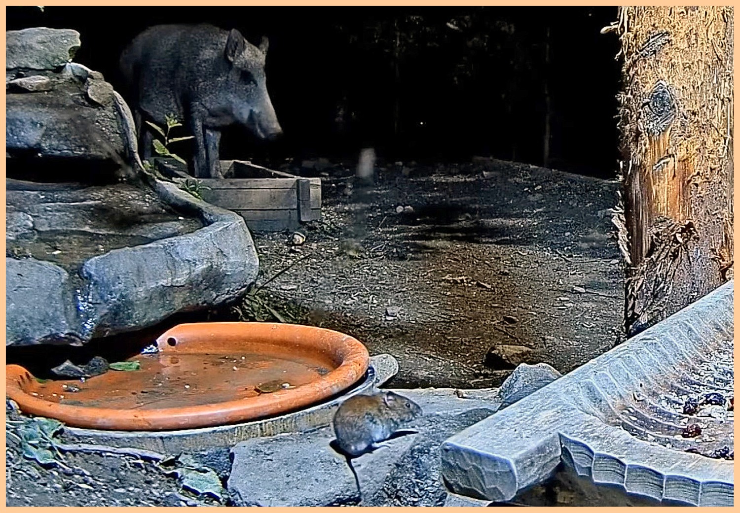 livebirdspoland_f865b0f99fff478ca59538a9f2fc19ec.jpg