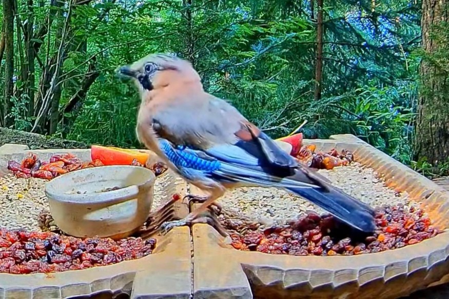 livebirdspoland_5c43a7a51d55f66be20ac6576a138a3c.jpg