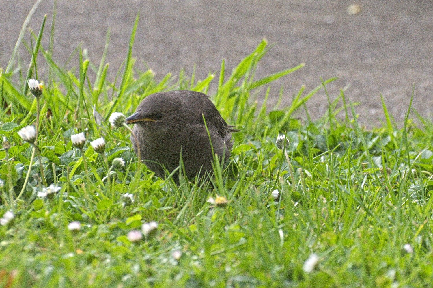 livebirdspoland_8b244374d77e9847cd613d840817796e.jpg