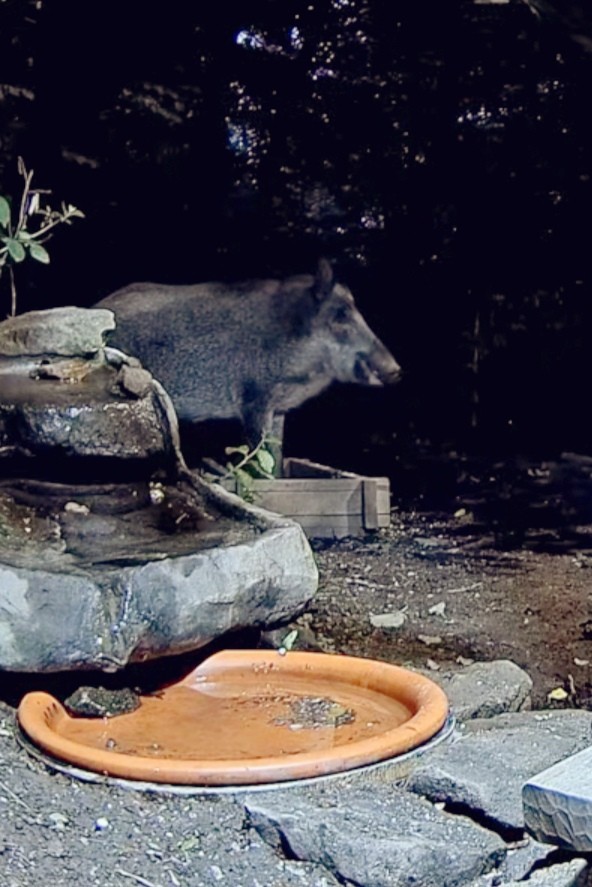 livebirdspoland_571ec5f85156856eca24ebc4105a3dcb.jpg
