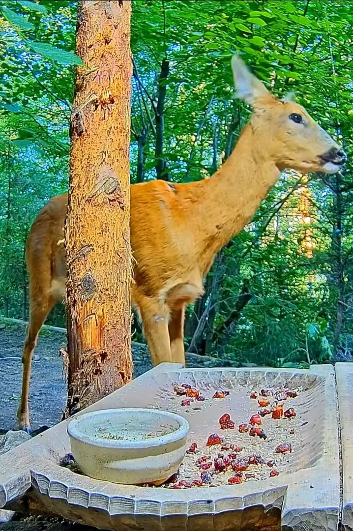 livebirdspoland_de08d8f67c36585582255626e5cde383.jpg