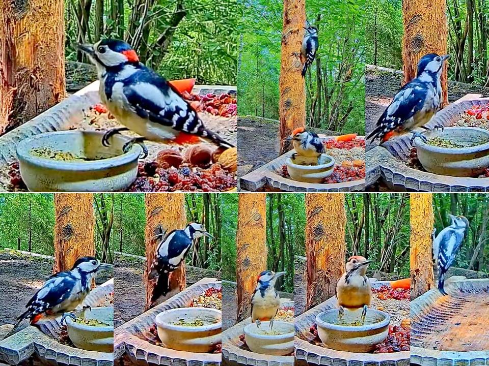 livebirdspoland_089c67ff36c2a329f5c96ebb7adfc48f.jpg