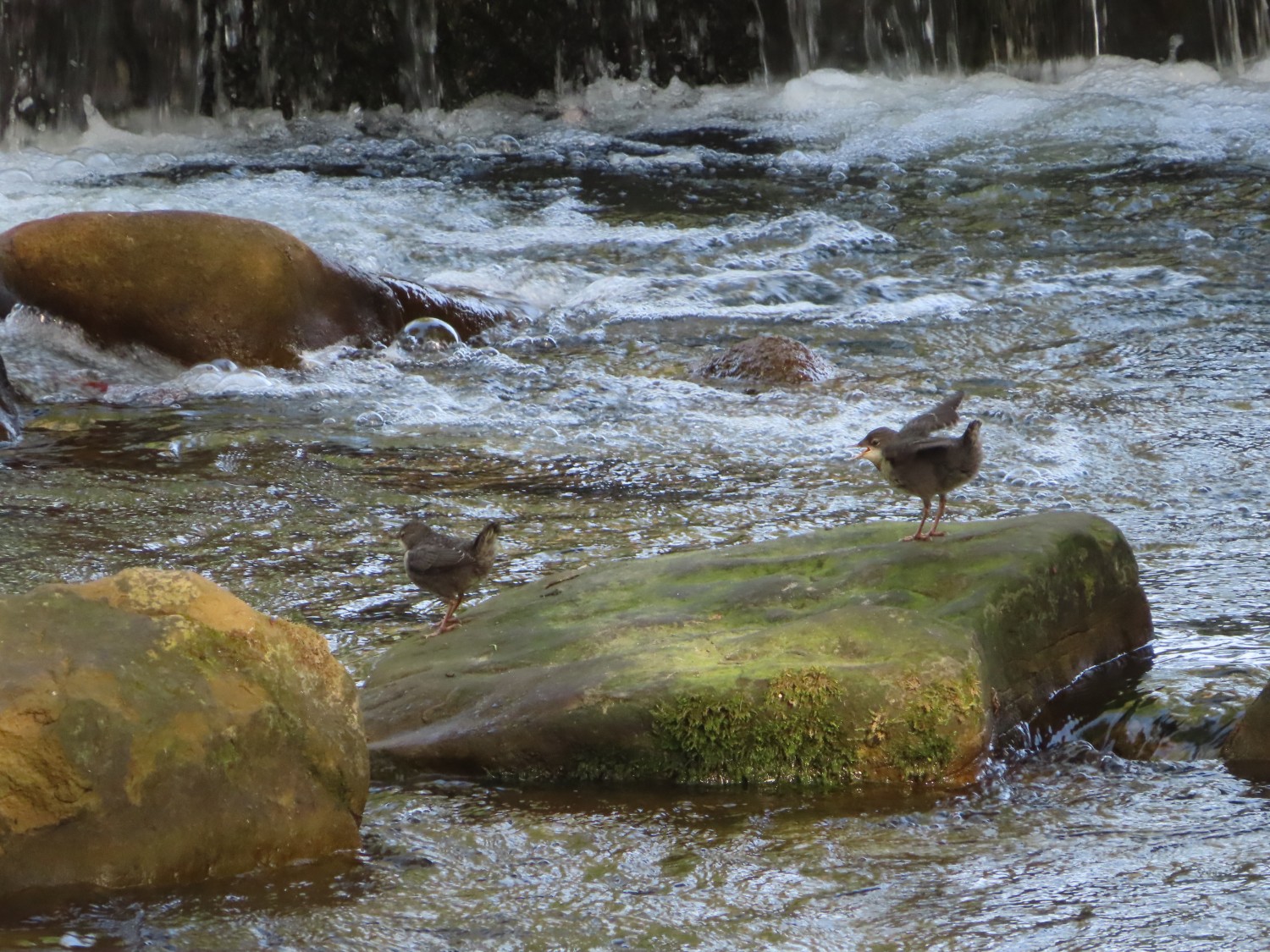 livebirdspoland_ad77a40618c96a1de1d7363d6b0c658c.jpg