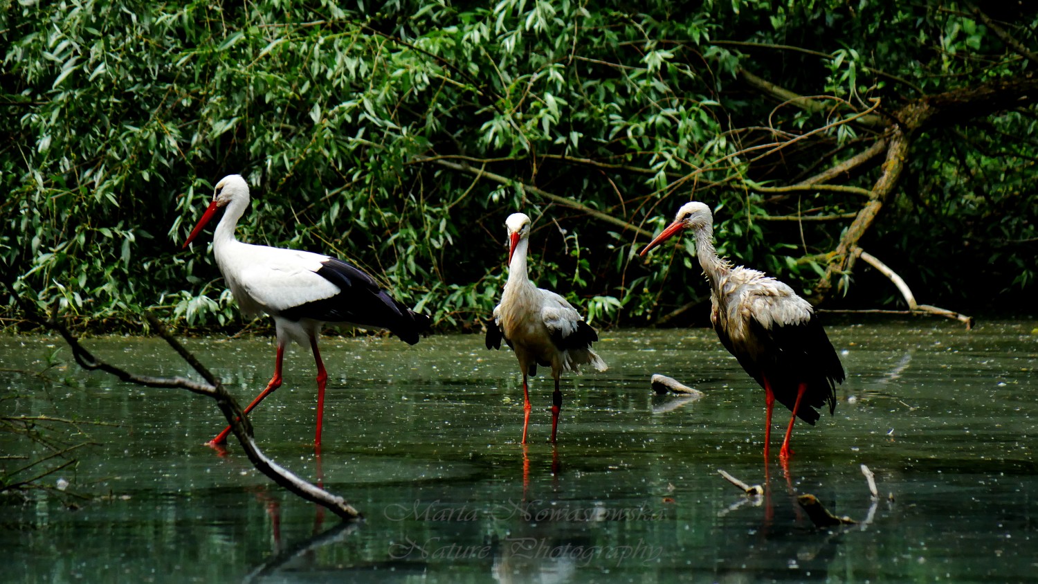 livebirdspoland_be76d3f6e2e08d0a787aa854a121256c.jpg