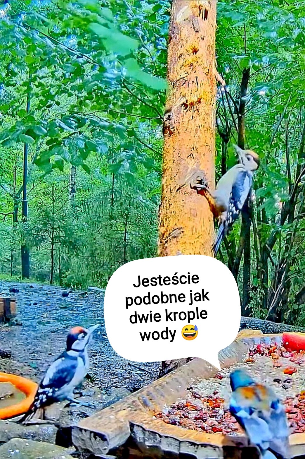 livebirdspoland_069d94e8125696a3eeb75074f001c412.jpg
