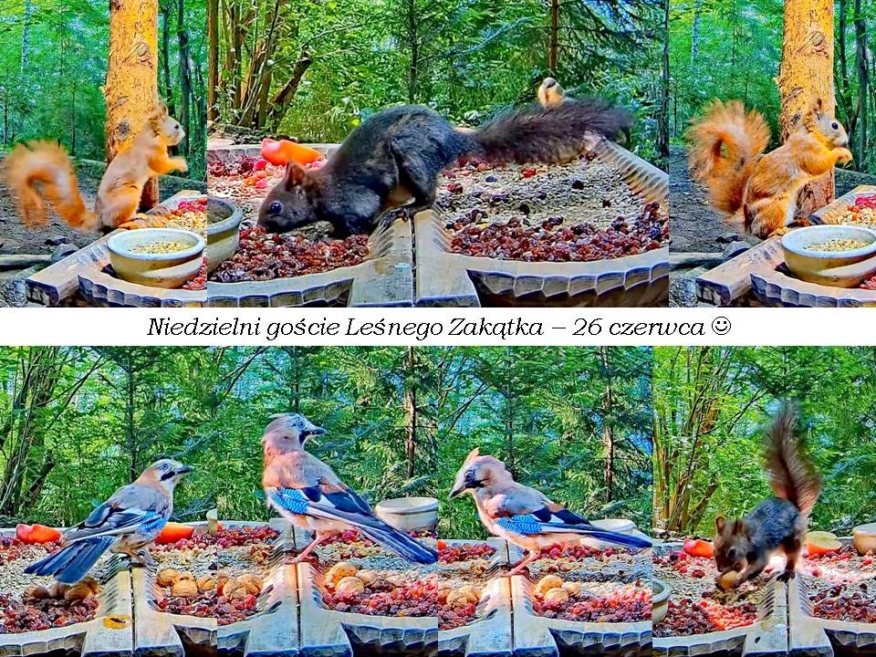 livebirdspoland_e869d73e471a9d41870e82b4a70701b8.jpg