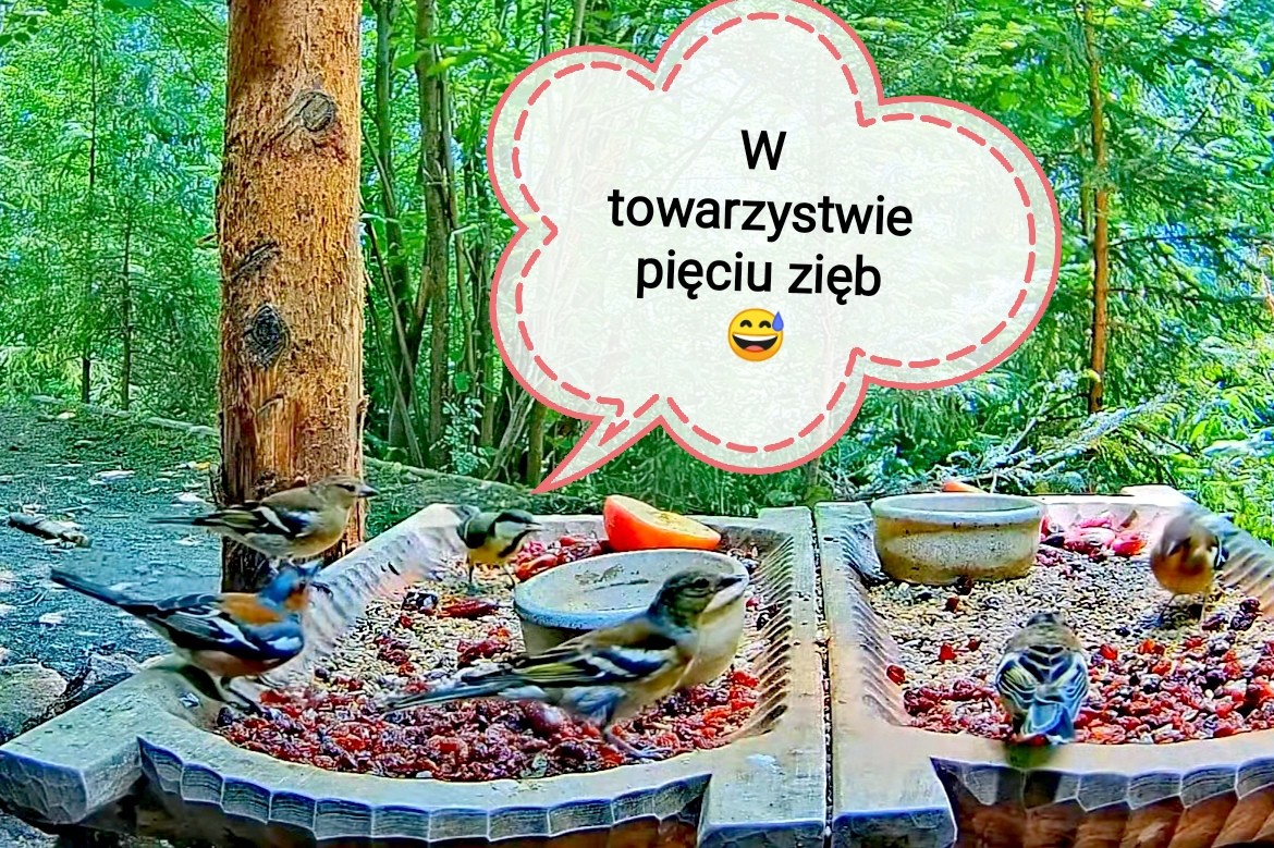 livebirdspoland_b35c12444b101a0cff1c3a403b0b34d7.jpg