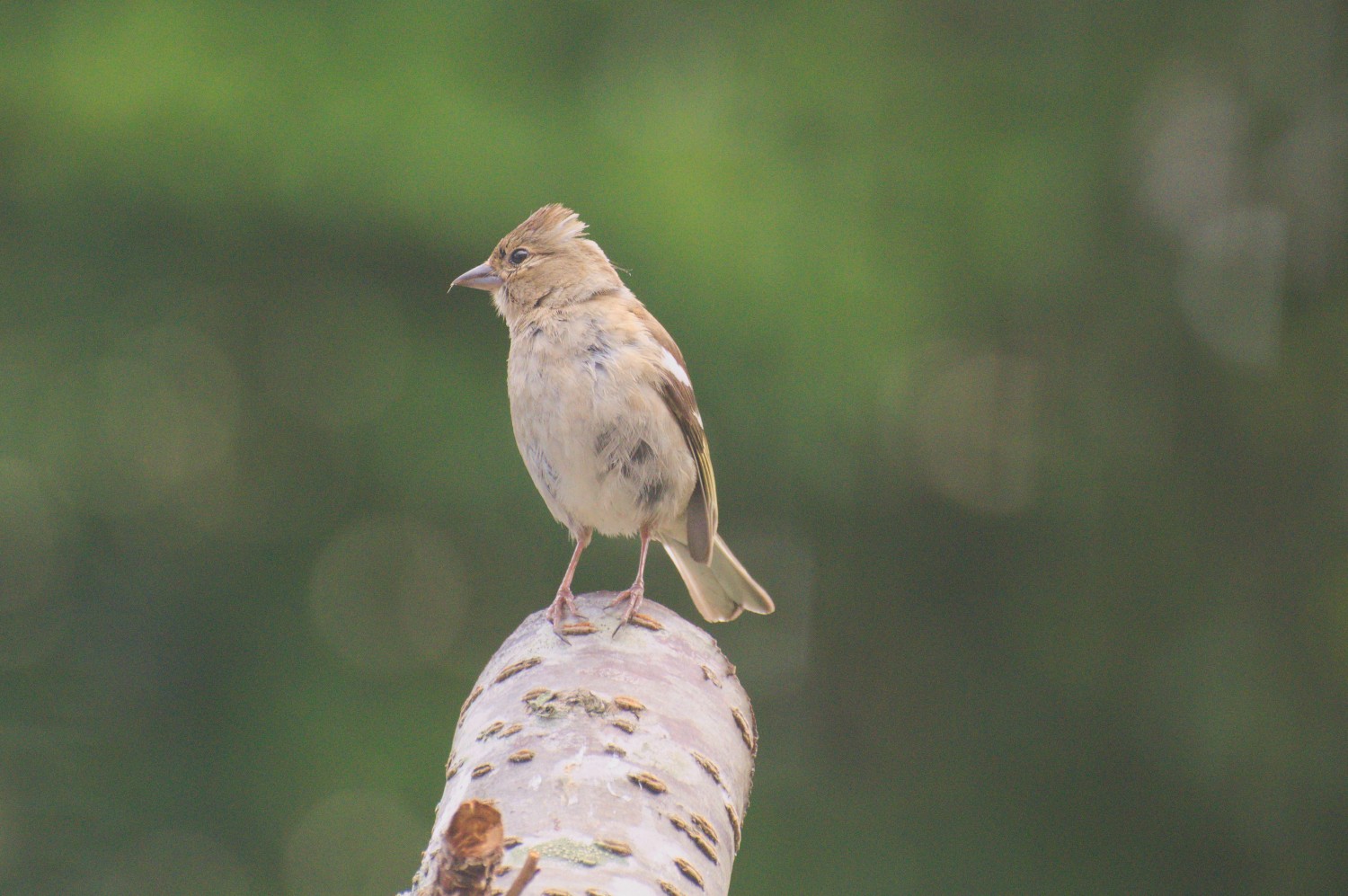 livebirdspoland_a33d881f9de7fb6242eb6db54f138387.jpg
