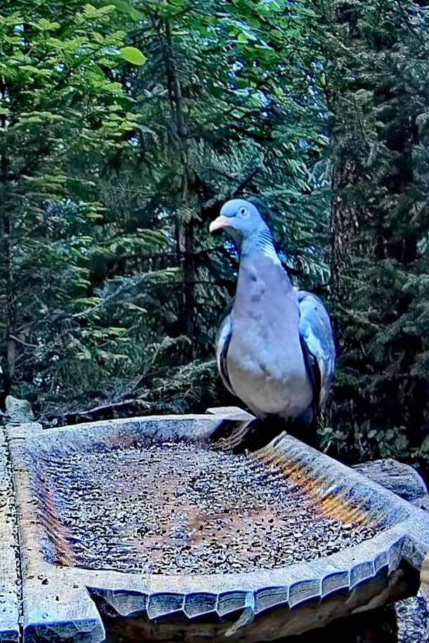 livebirdspoland_766d14b4a7f678e74559874c0462f606.jpg