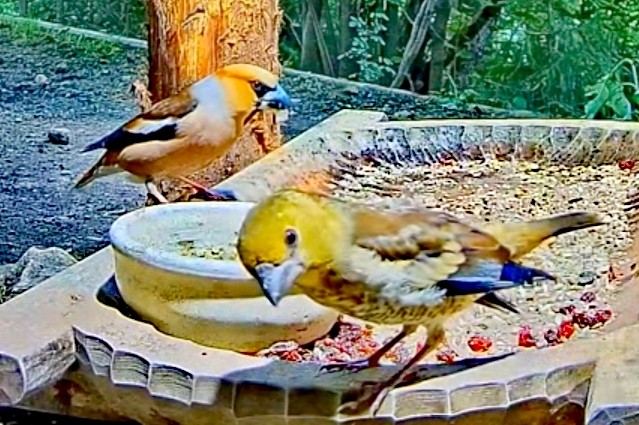livebirdspoland_6d97d4e6713909ae1dbac91bf14d6da6.jpg