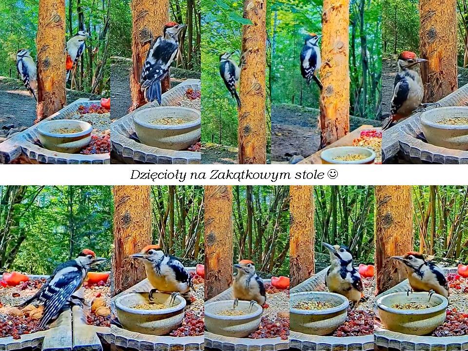 livebirdspoland_db8efc57f6916c7de564419496861845.jpg