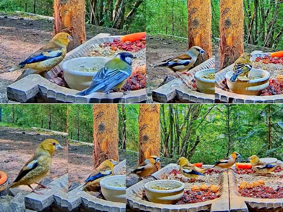 livebirdspoland_26e7fd7d03b942bf971269158c6517e1.jpg