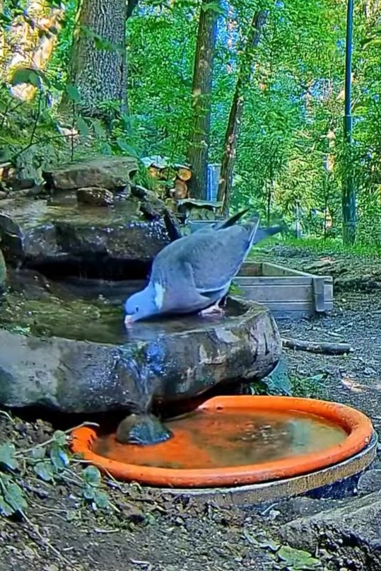 livebirdspoland_64b9fde22dec53b8a3097bf8b01bf2b8.jpg