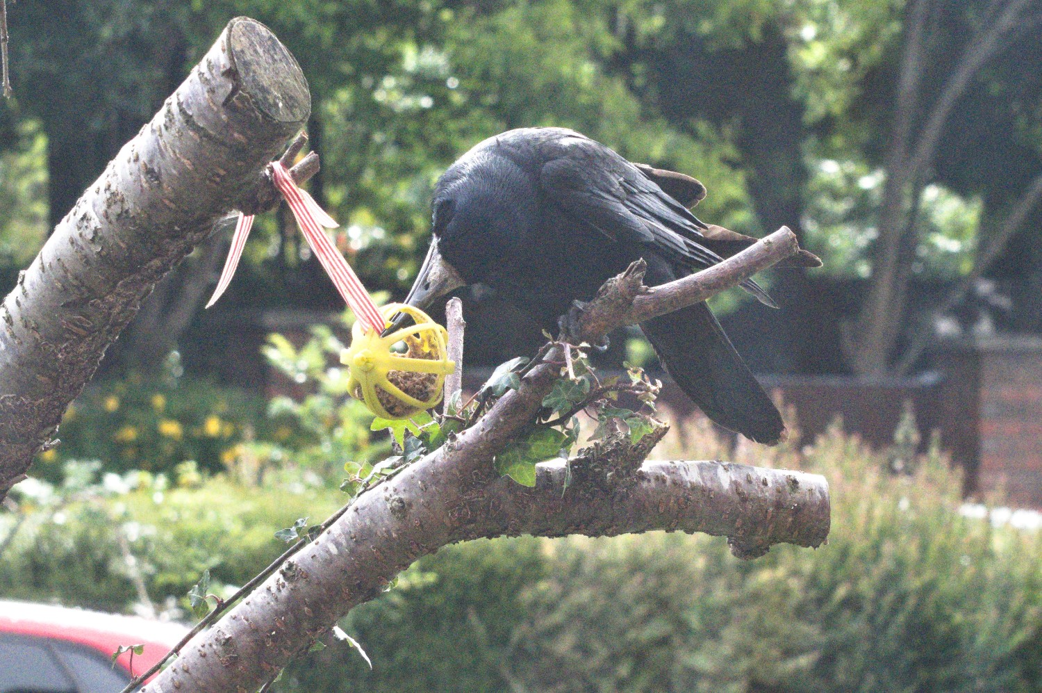 livebirdspoland_2b35c7ce904d24786126dda31f8791f9.jpg