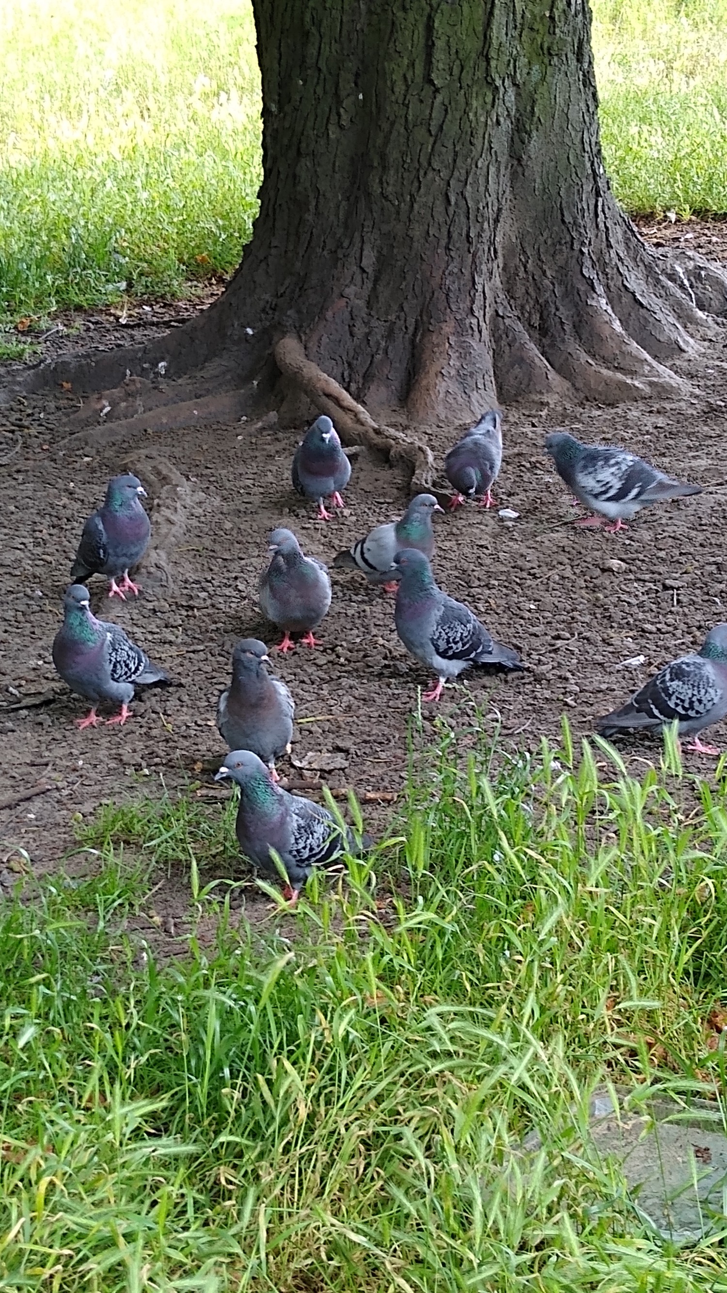 livebirdspoland_d4684695e41000e77e0f76f5c6b3381d.jpg