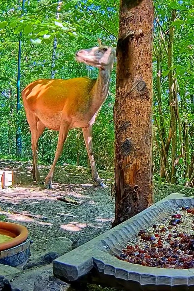 livebirdspoland_83d4a8ec6a9bc6adecf1490c05defec4.jpg