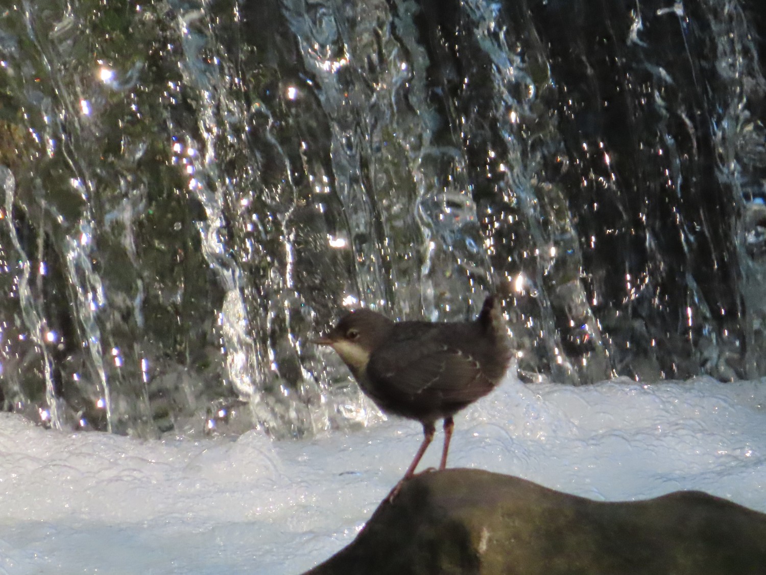 livebirdspoland_b35c521d560f9fec8b30aea886a739da.jpg