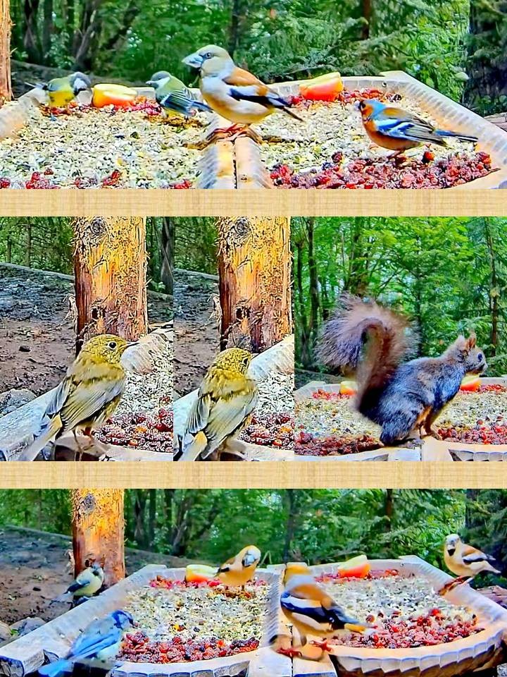 livebirdspoland_1b5f68d52fd3eaa317893de34e5d2f8e.jpg