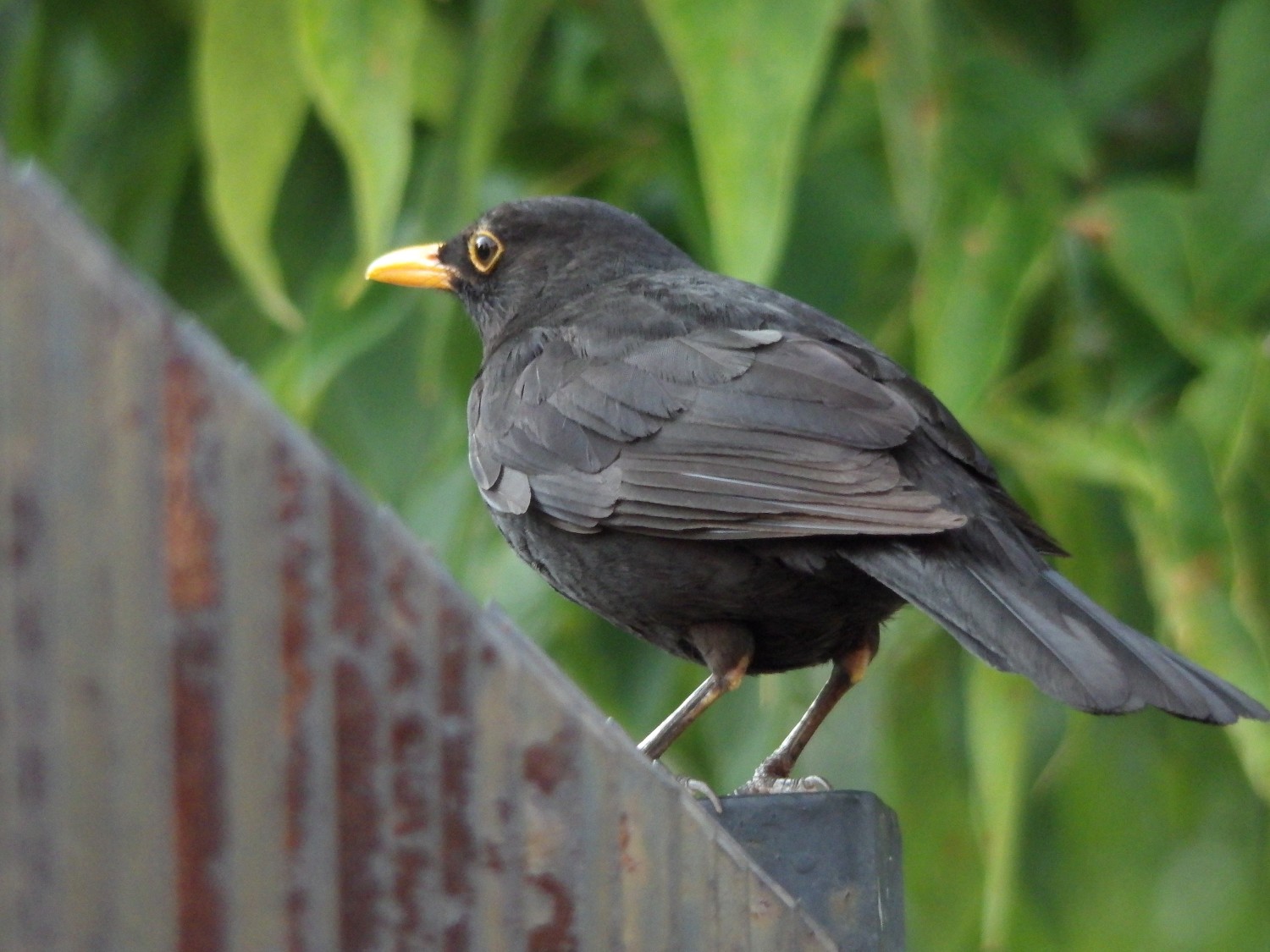 livebirdspoland_992df706614cb808ee227487b43925ce.jpg