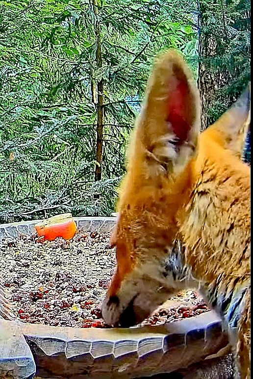 livebirdspoland_cbb618b7b2740a35296e2dff10b3b289.jpg