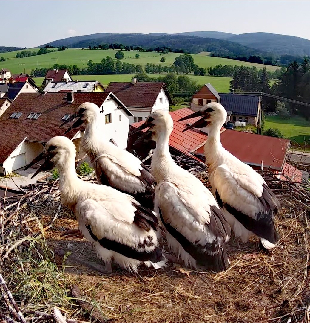 livebirdspoland_45f9063efb4f276b48b8cdf607b770a2.jpg