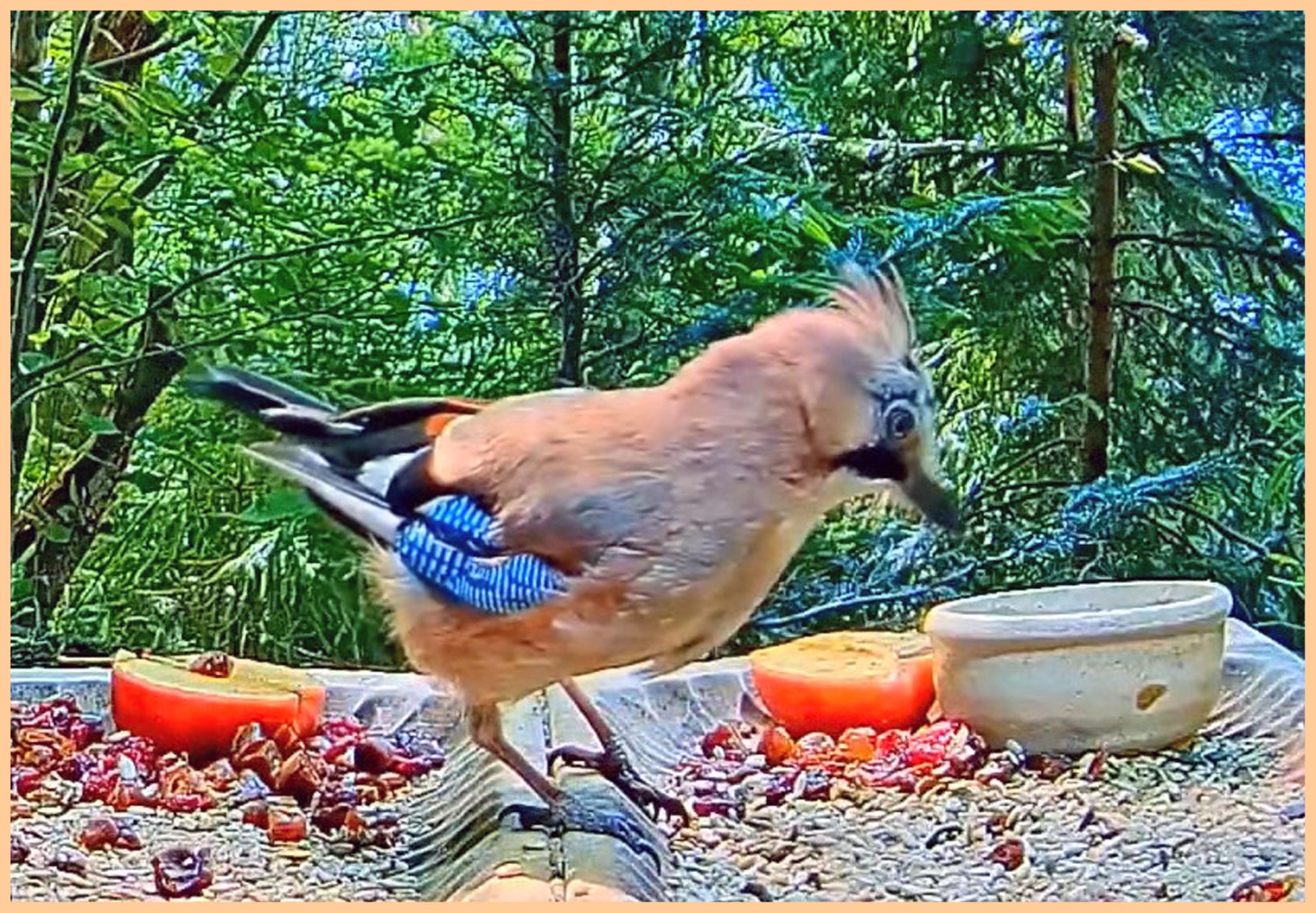 livebirdspoland_a61fe58def5d54c8f7ab31664ba70f96.jpg