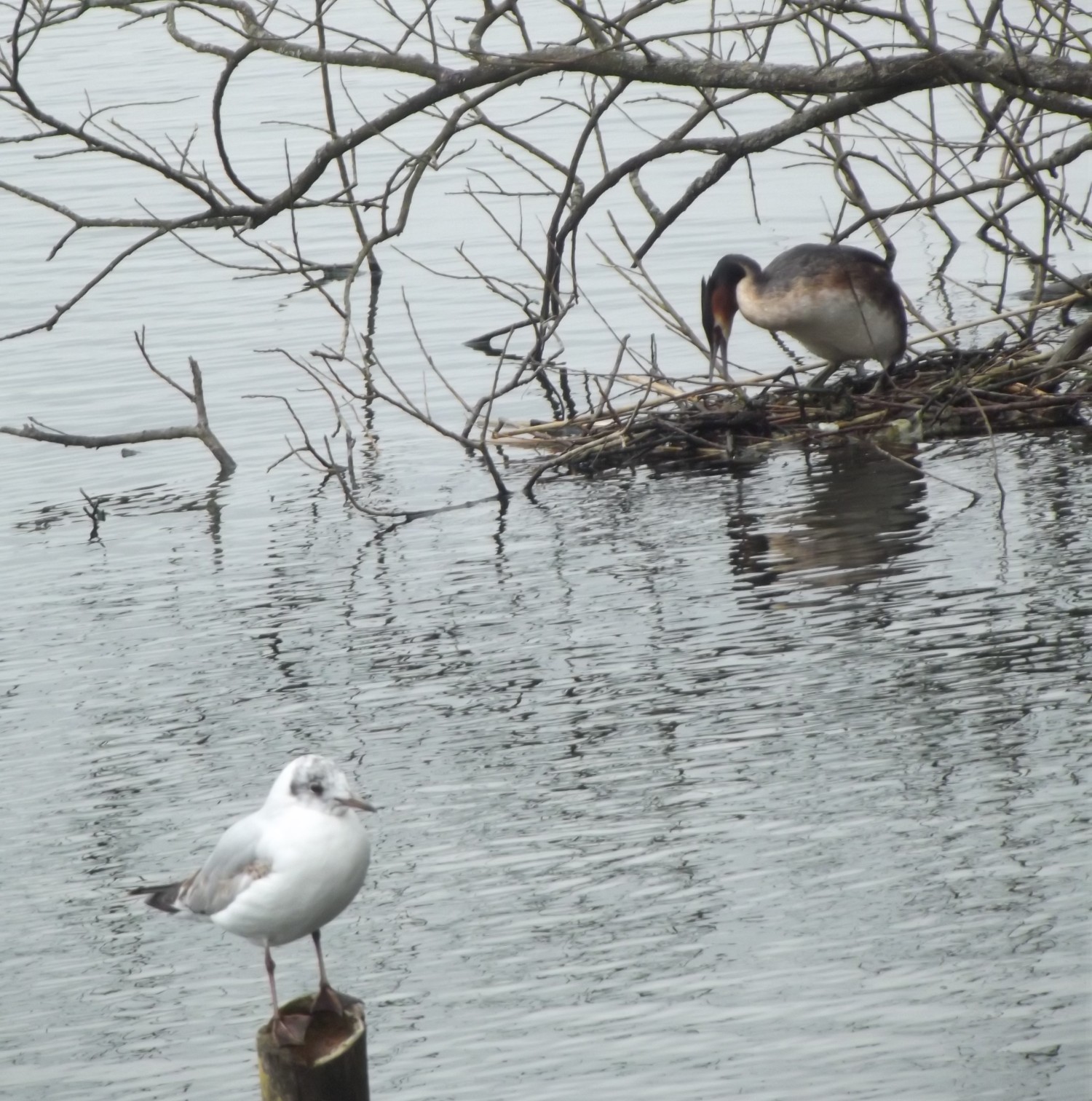 livebirdspoland_be94ca5426be0a288500520e1e49a1b5.jpg