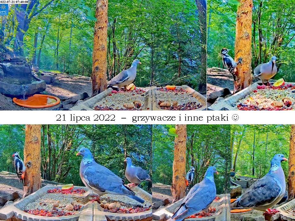livebirdspoland_c77ad7b47095d6a58bc0a39e3c5fe869.jpg