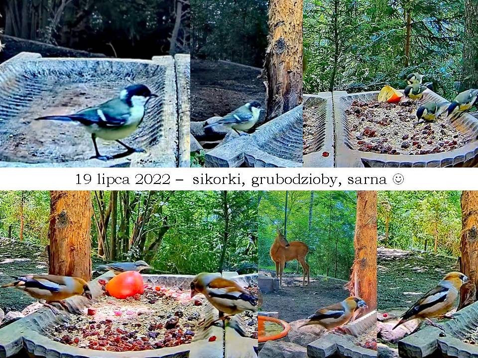 livebirdspoland_0d0e0e48bfd3d77039f879fdeda1438d.jpg