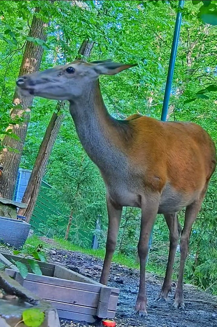 livebirdspoland_a92394d66408f02fe1ecca0ade475bb9.jpg