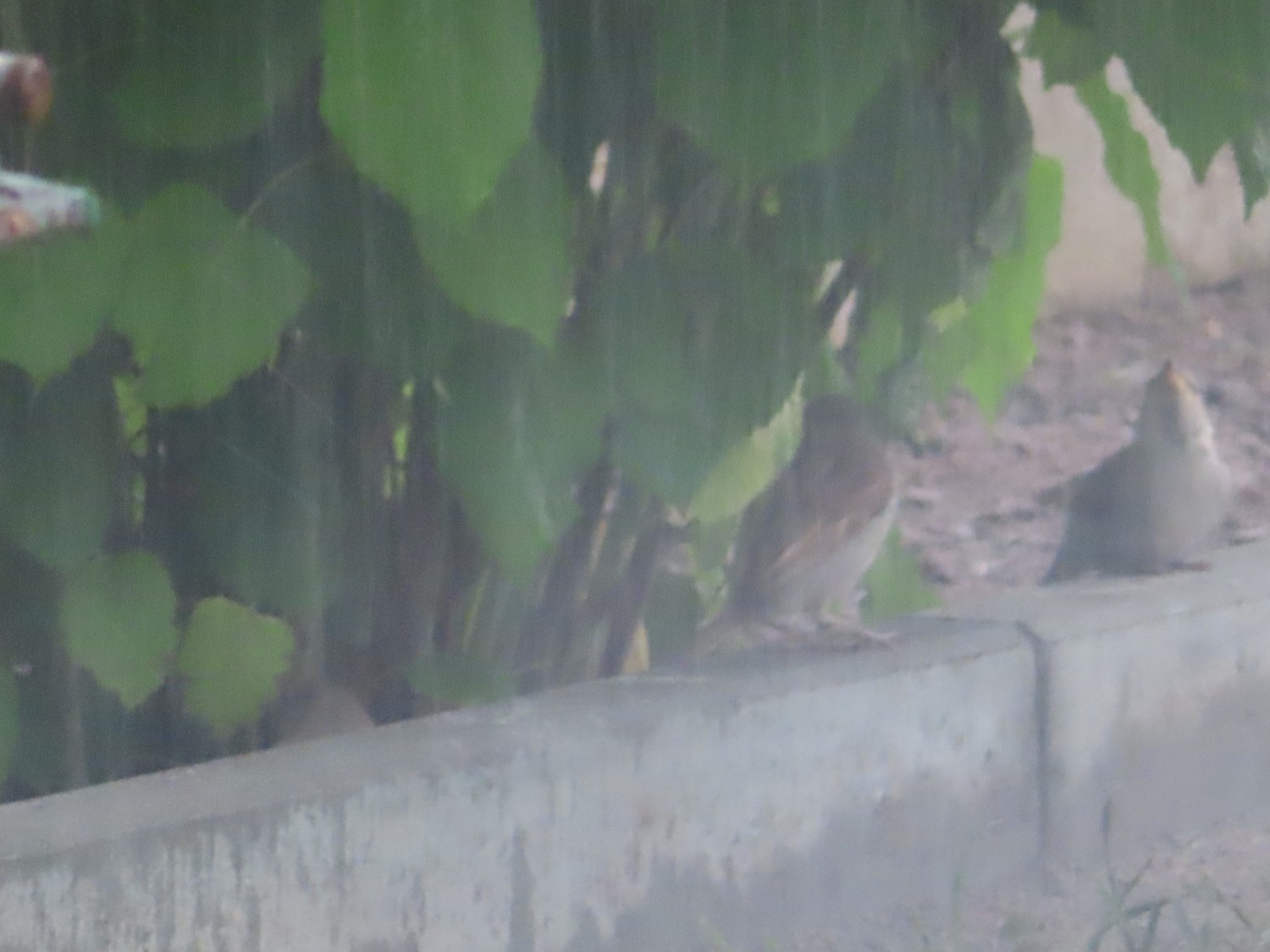 livebirdspoland_ce1190a538e3d5e675369f4e20dc1459.jpg