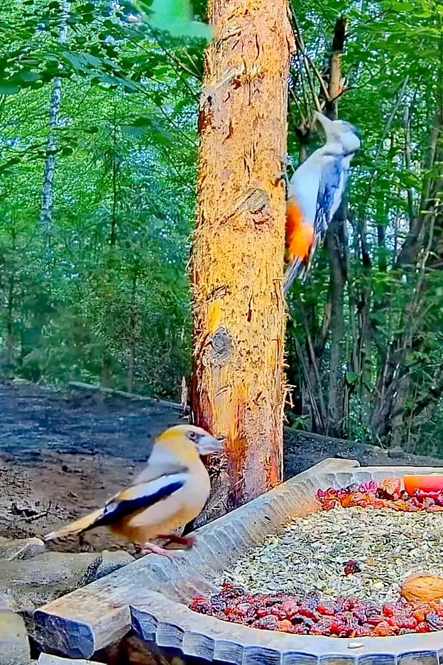 livebirdspoland_05227c67bc2f2cd850196204b1d76b8f.jpg